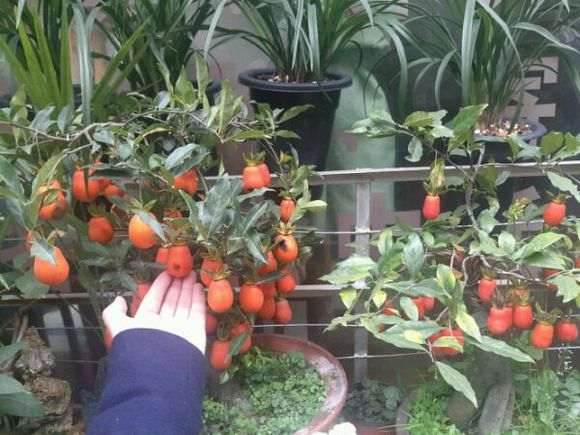 绵阳鼓楼市场内的金弹子盆景