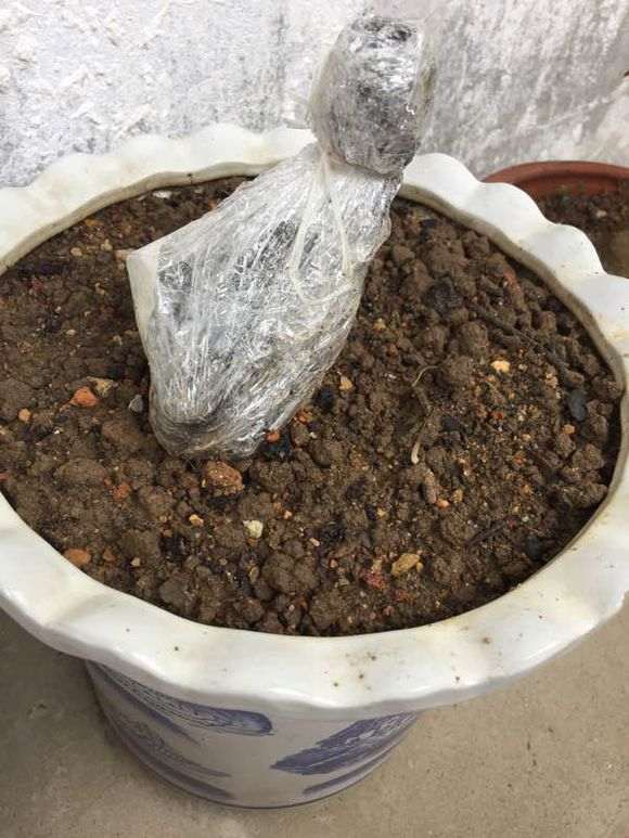 进行金弹子下山桩套袋养殖的
