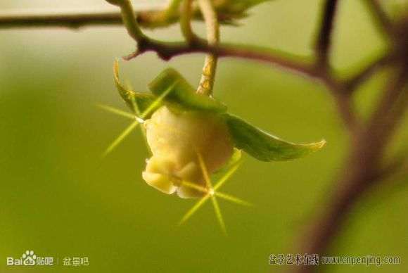 发几个金弹子下山桩的公花和母花 