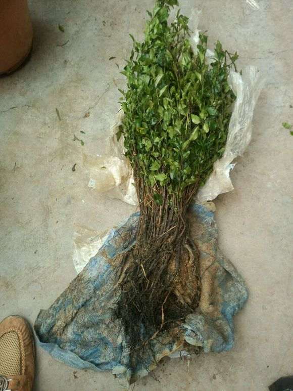 发几个金弹子下山桩的公花和母花 