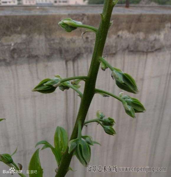 发几个金弹子下山桩的公花和母花 