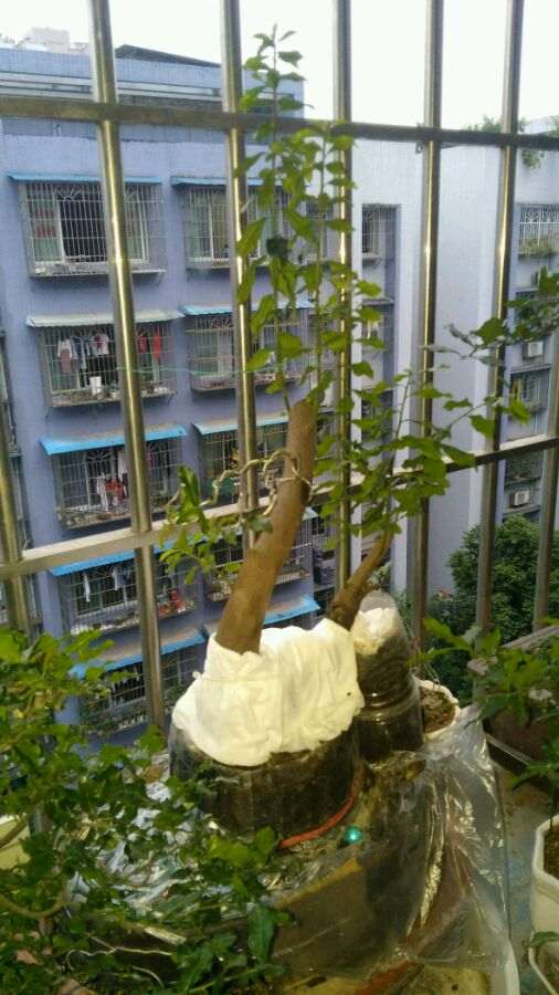 给大家介绍一棵雌雄同株的金弹子下山桩