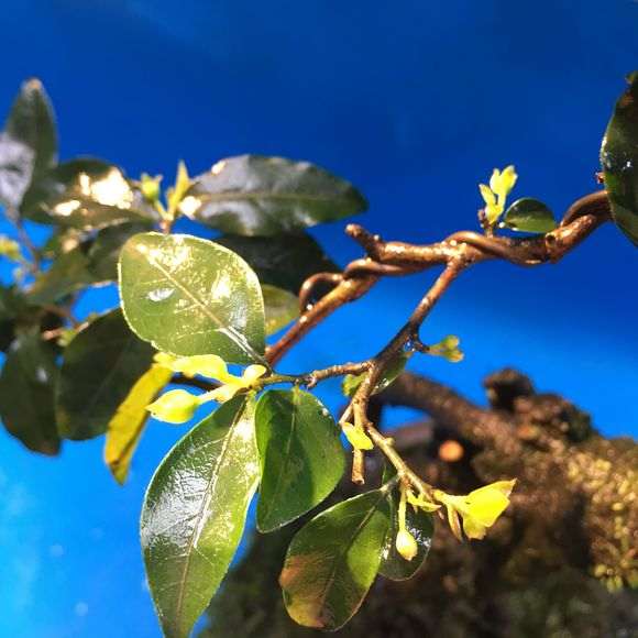 给大家介绍一棵雌雄同株的金弹子下山桩