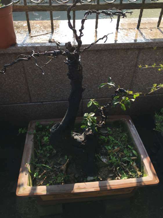 金弹子下山桩怎么不发芽 为什么死了 图片