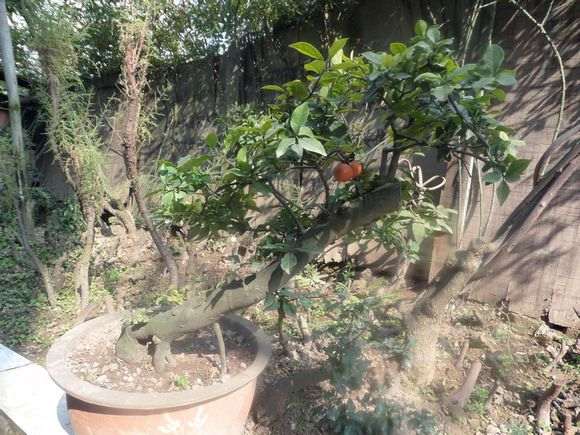 本人想种植金弹子下山桩