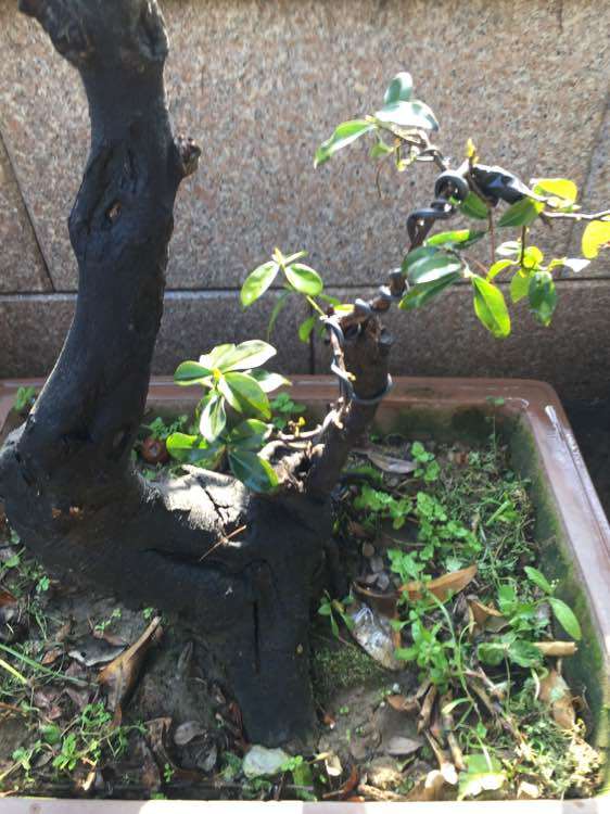 本人想种植金弹子下山桩