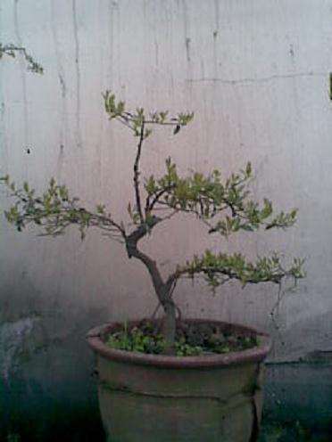 这是两年前照的金弹子下山桩