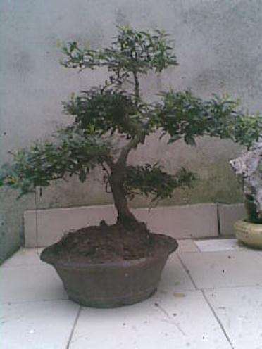 这是两年前照的金弹子下山桩