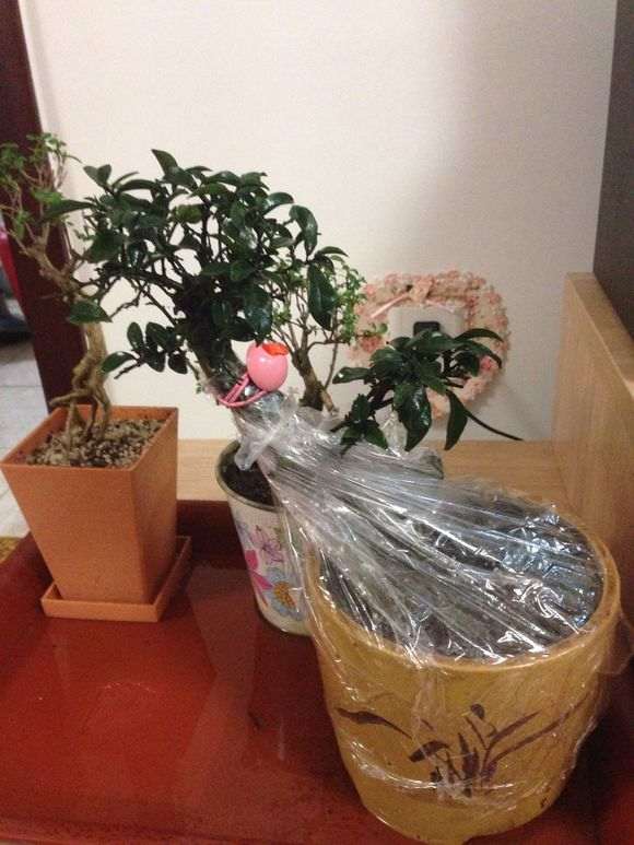 金弹子下山桩上盆多久知道发根成活发芽