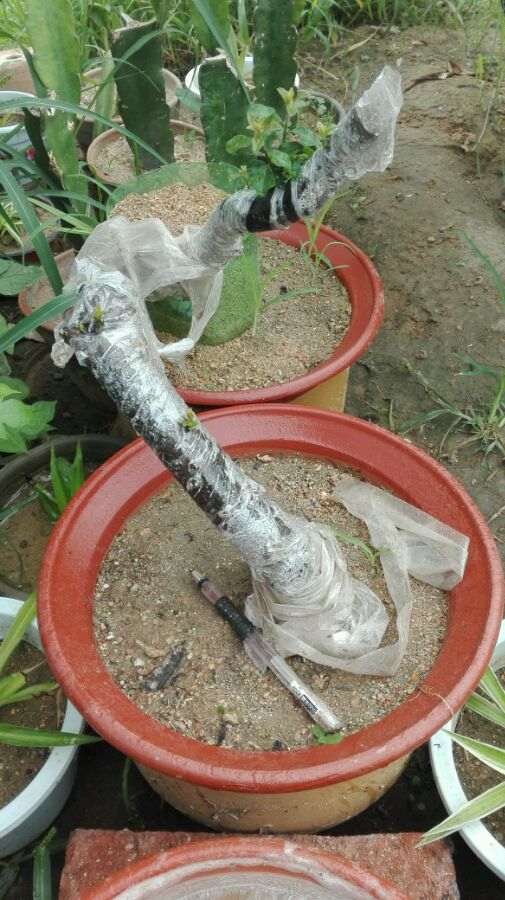 我的金弹子下山桩终于发芽了