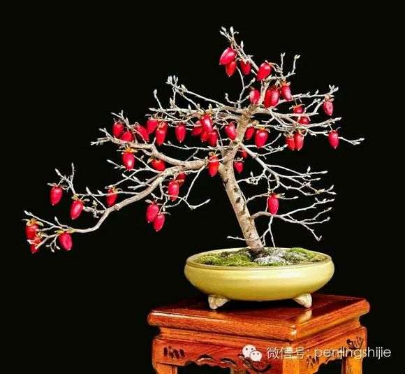 我也不知道金弹子的优势何在