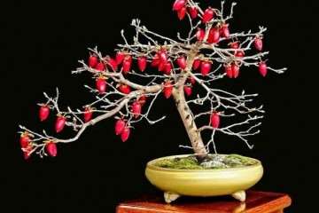 我也不知道金弹子盆景的价格优势何在