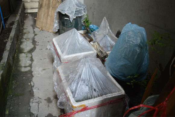 金弹子下山桩怎么用泡沫箱 全套催芽的方法