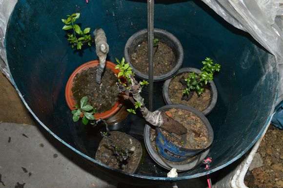 浅谈金弹子下山桩用泡沫箱全套催芽的方法