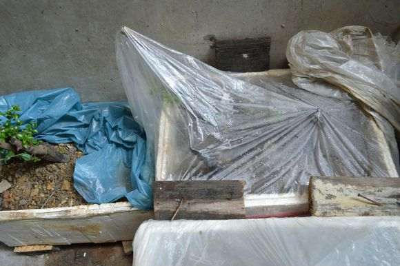 浅谈金弹子下山桩用泡沫箱全套催芽的方法