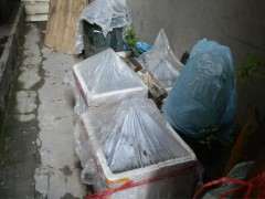 金弹子下山桩怎么用泡沫箱 全套催芽的方法