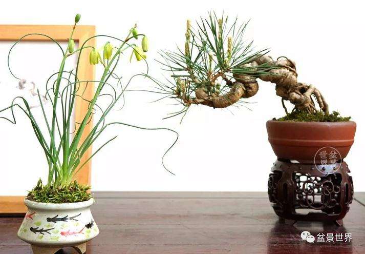 上海植物园盆景园负责人