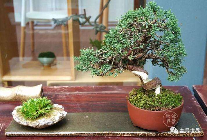 上海植物园盆景园负责人