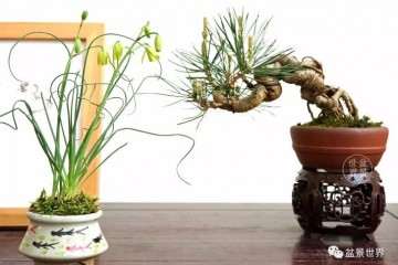 上海植物园盆景园负责人 王娟