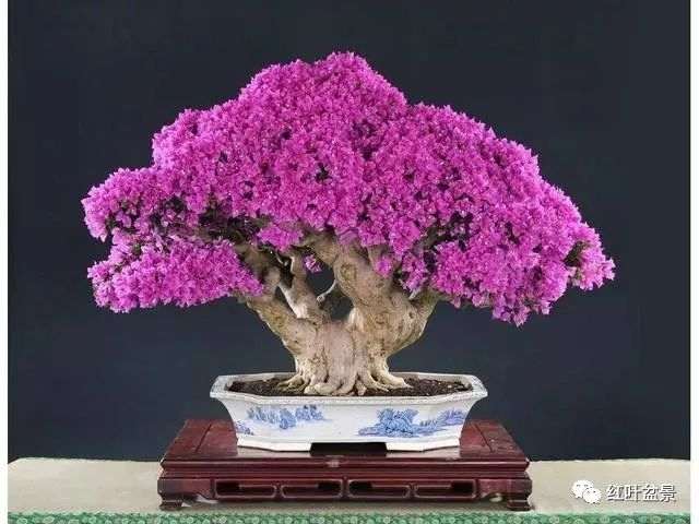 盆景根的2中料预处理方法