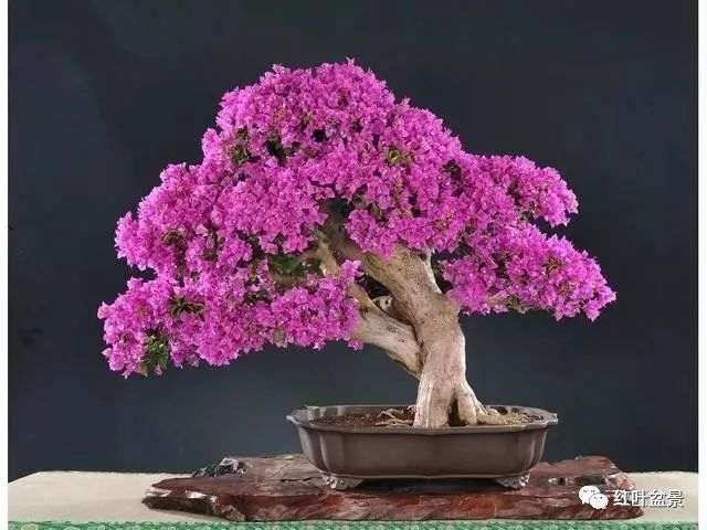 盆景根的2中料预处理方法