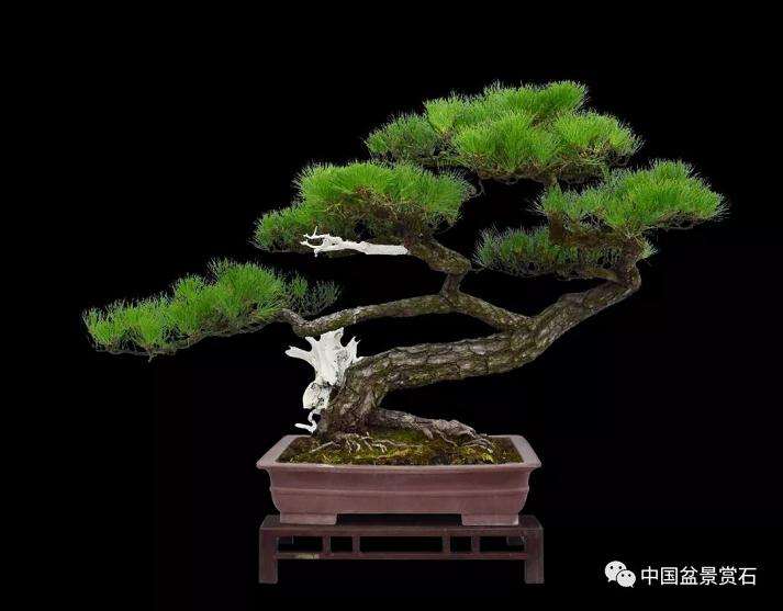 曹克亭的心境黑松盆景制作随笔