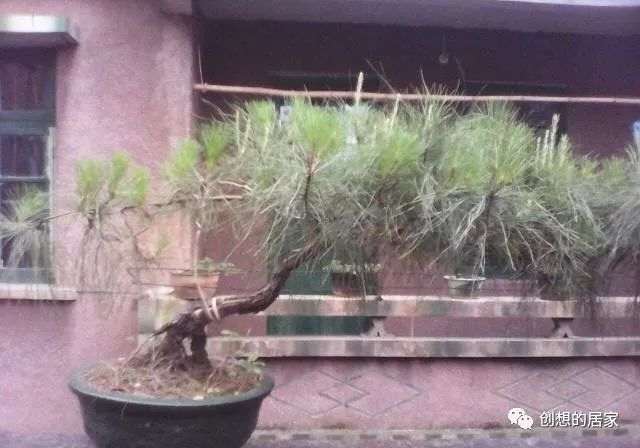 制作山松盆景要这样选树桩