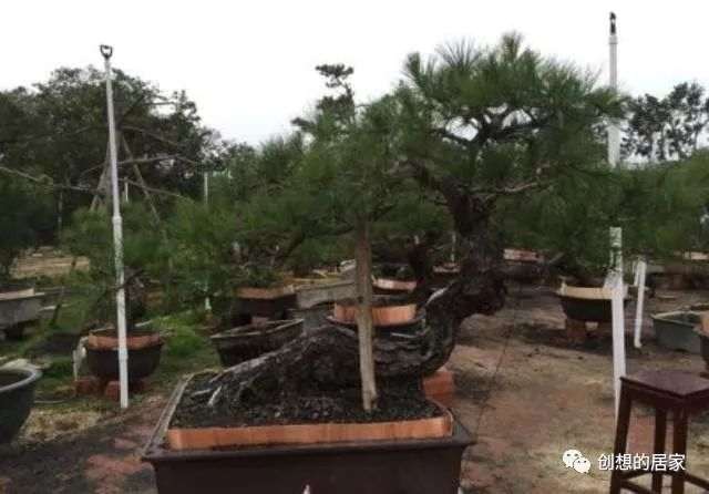 制作山松盆景要这样选树桩