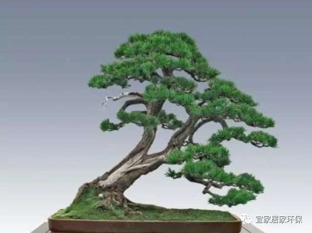 松树盆景冻根可能是这4点没做好