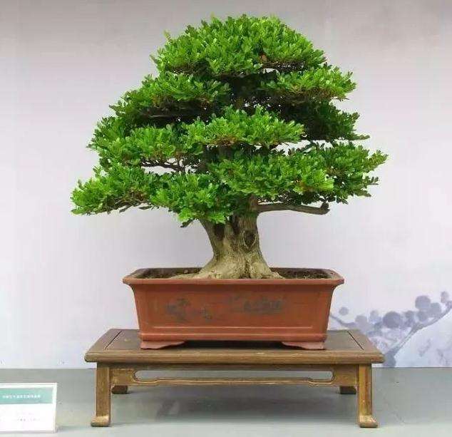 黄杨盆景枝弱叶少