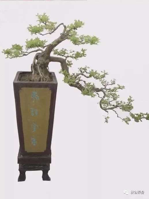 黄荆在盆景在采桩时要注意什么