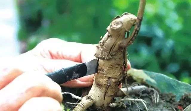 紫藤盆景的嫁接时间与方法