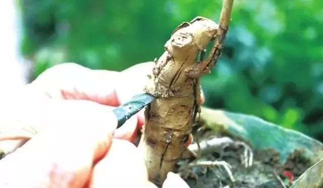 紫藤盆景的嫁接时间与方法