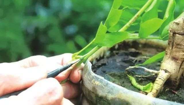 紫藤盆景的嫁接时间与方法