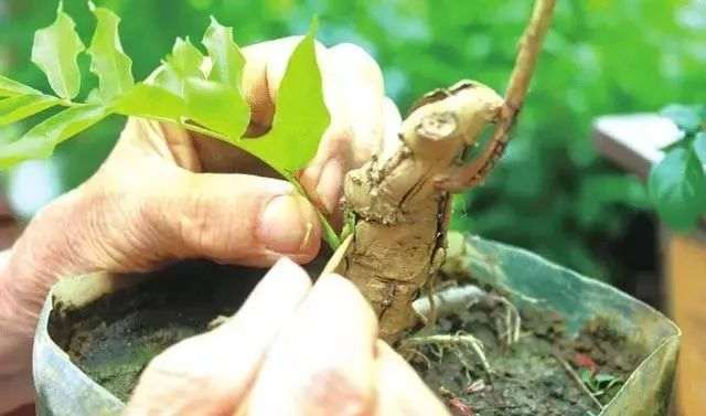 紫藤盆景的嫁接时间与方法