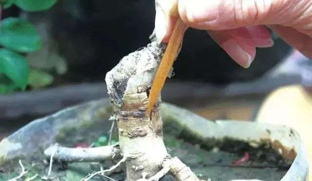 紫藤盆景的嫁接时间与方法