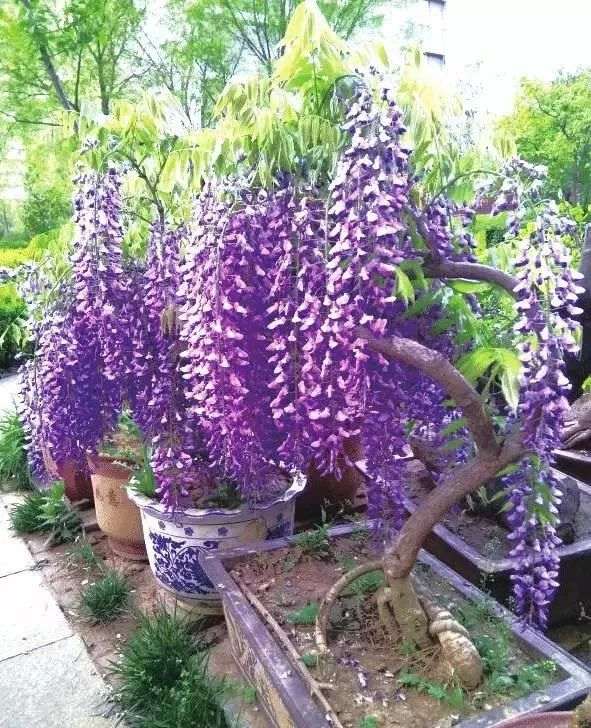 紫藤盆景的嫁接时间与方法