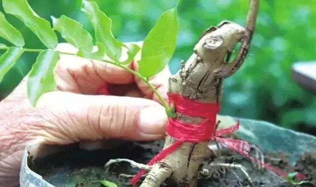 紫藤盆景的嫁接时间与方法