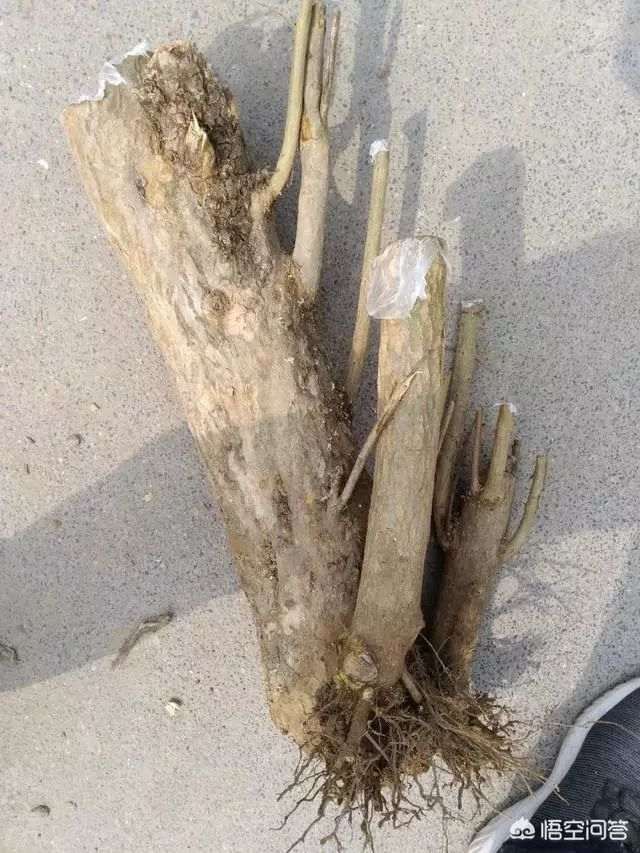 购买下山桩