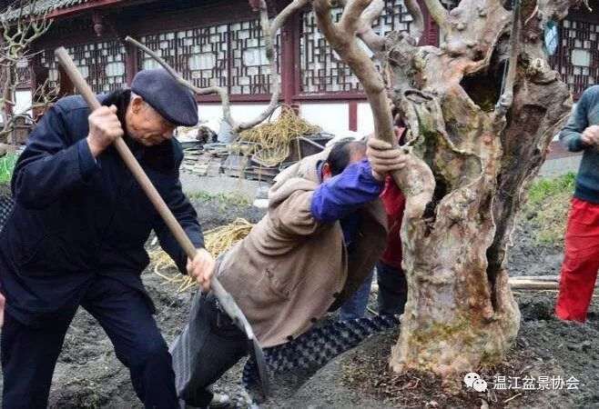温江盆景协会终身名誉会长胡世勋