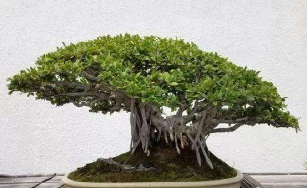 如何避免温度过高造成盆景死亡