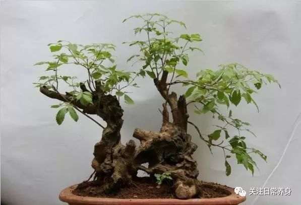 制作黄荆盆景注意什么