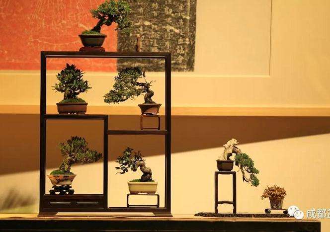 川派盆景公益大讲堂