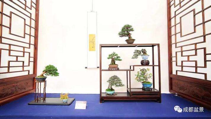 川派盆景公益大讲堂