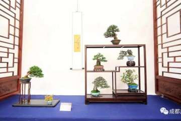 《川派盆景公益大讲堂》之实践篇