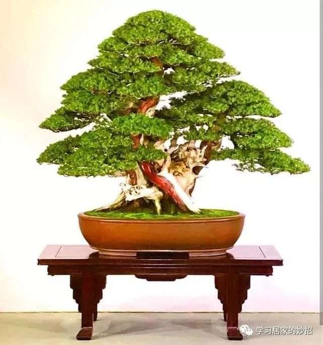 丛林盆景的选盆与修整