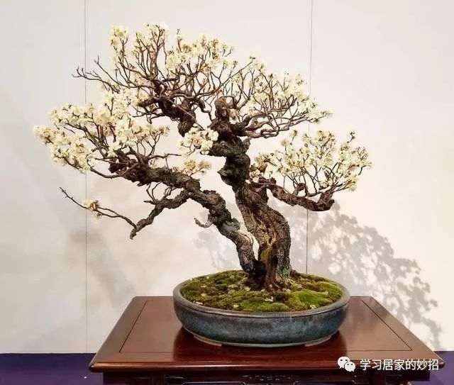 制作丛林盆景的布局与修剪