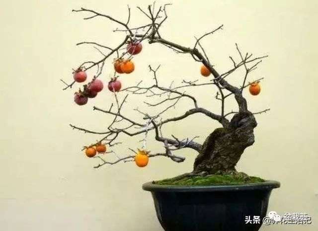 如何做好老鸹柿盆景的养胚工作