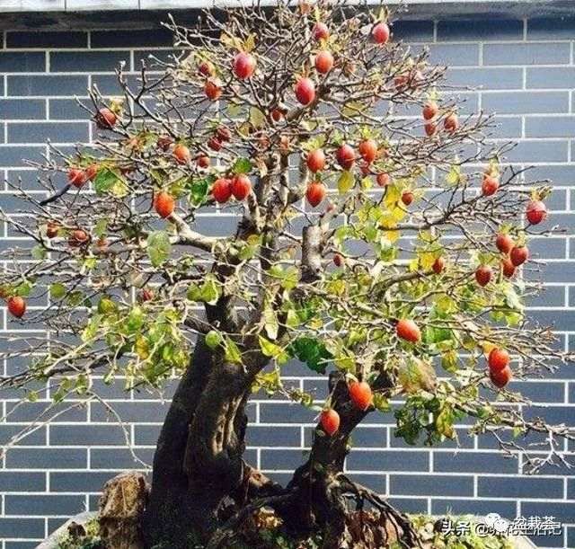老鸦柿枝干苍劲非常适合制作盆景
