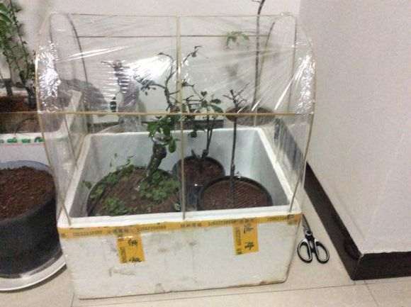 金弹子下山桩的缠膜发芽技巧